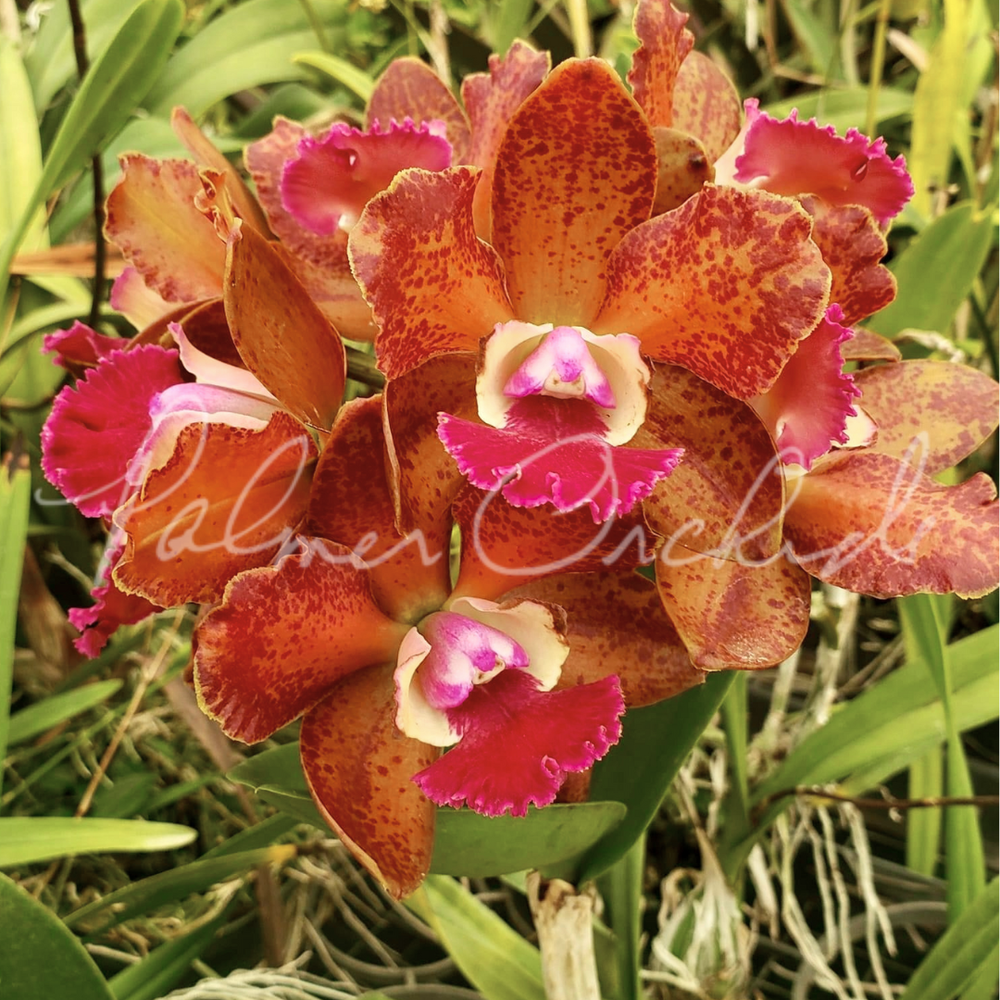 Rlc. Volcano Jewel — Palmer Orchids